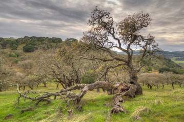 California oak woodland
