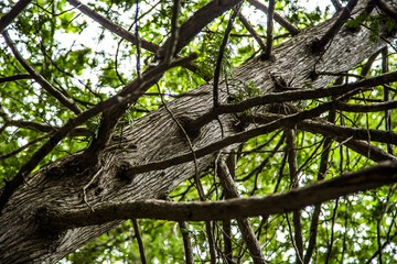 abstract view of tree branches