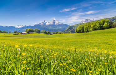 Idyllic landscape in the Alps with blooming meadows and mountain tops