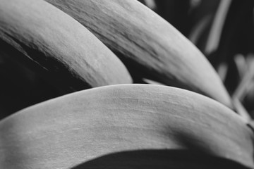 Black and white tullip flower leaves 