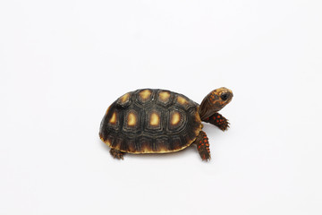 tortuga7