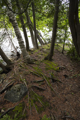 forest floor