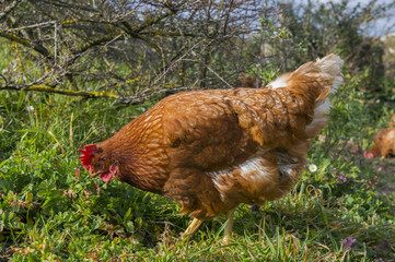 Gallinas.