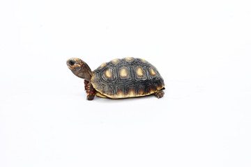 Fototapeta premium tortuga1