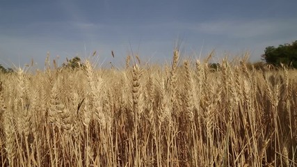 wheat field and sky view vertical panning shot - Powered by Adobe