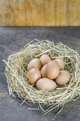 eggs in nest