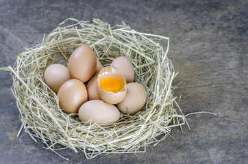 eggs in nest