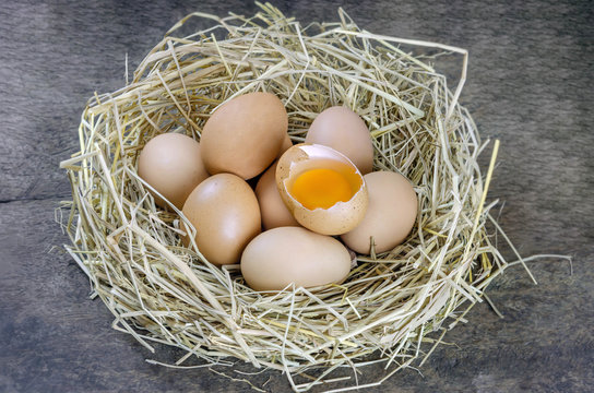 eggs in nest