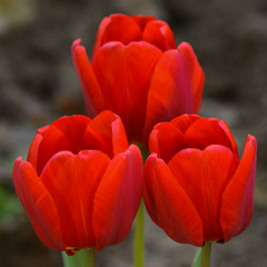 Three red tulips alone in the garden