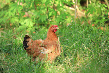 Ekologiczna hodowla / Kura © Rochu_2008