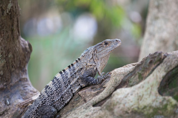 A view of the grey Iguana