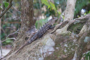 A view of the grey Iguana