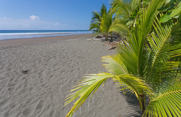 The wild tropical beach in Caribbean island