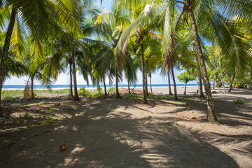 The wild tropical beach in Caribbean island