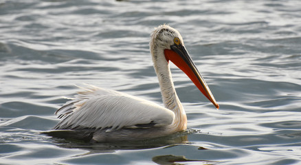 Pelican on Water