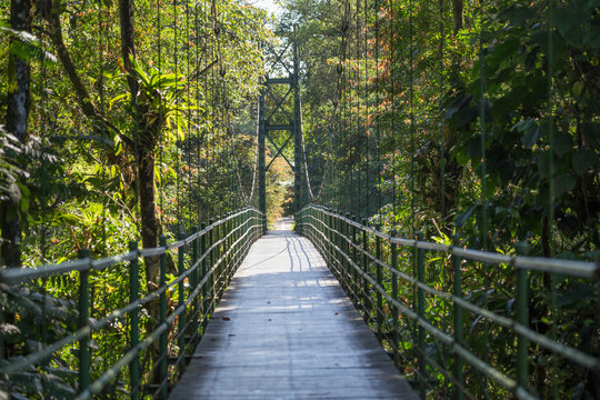 Hanging Bridge View In The Jungle - Costa Rica, Scenic Landscape