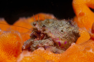 Fototapeta na wymiar one small hermit crab anemones