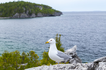 Sea Gull closeup