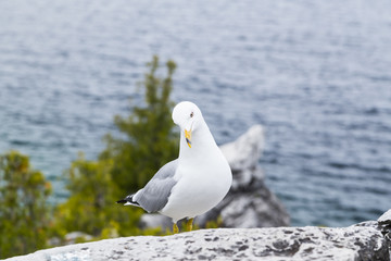Sea Gull closeup