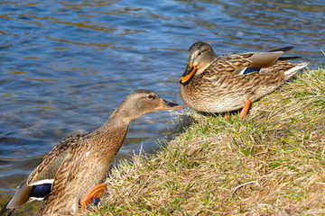 Two female mallard duck's on the lake shore
