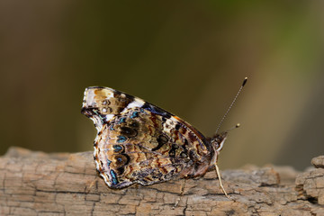 Red Admiral Butterfly side view with wings closed, closeup selec