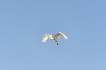 Great Egret passing overhead