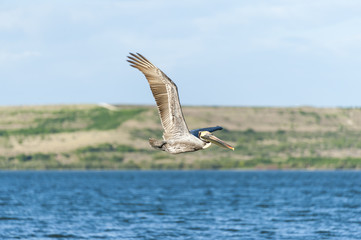 Brown Pelican off Sunken Island