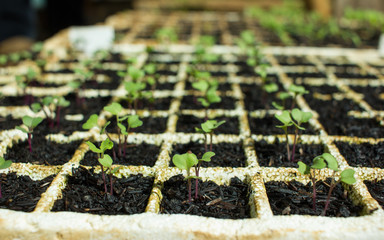 Baby Plants