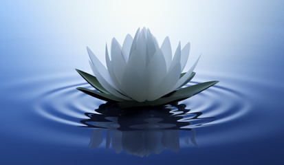 Fototapeta na wymiar Lotusblüte in dunklem Wasser 3