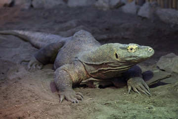 Komodo dragon (Varanus komodoensis).
