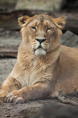 Obraz na płótnie Canvas Female Asiatic lion (Panthera leo persica).