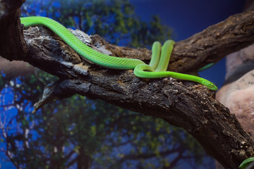 Naklejka premium Western green mamba (Dendroaspis viridis).