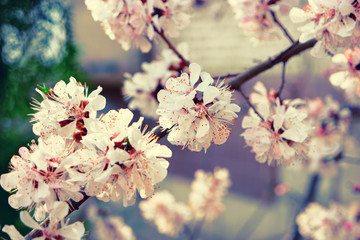 Beautiful pink plum flowers in spring on branch closeup
