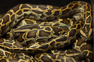Burmese python (Python bivittatus).