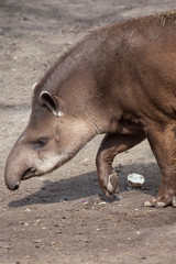 Fototapeta premium South American tapir (Tapirus terrestris)