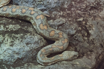 Turan blunt-nosed viper (Macrovipera lebetina turanica).