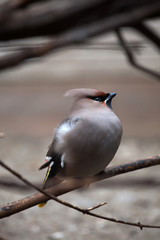 Bohemian waxwing (Bombycilla garrulus).