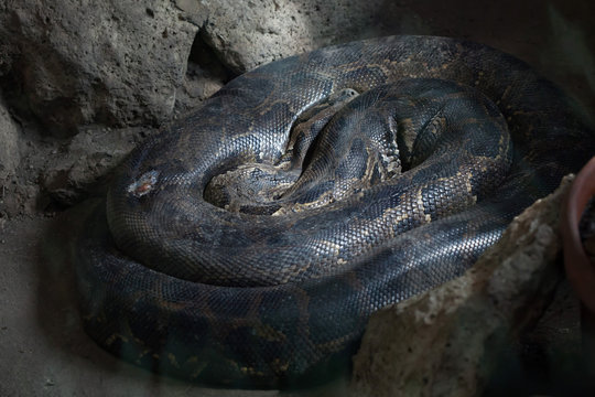Burmese python (Python bivittatus).
