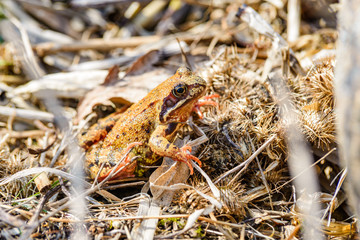 Brown frog among dry grass