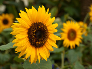 Close up of yellow sunflowers in a garden.