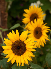 Obraz premium Close up of yellow flowers in a garden.