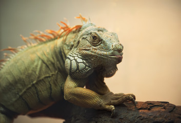 Close-up of Iguana