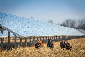 Alte Schafrasse bei moderner Photovoltaikanlage