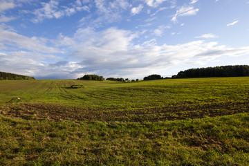 Fototapeta na wymiar wheat field , Blue sky.