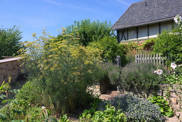 Fototapeta na wymiar Fenchel-I-Garten in der Sababurg