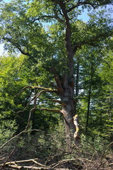 Fototapeta premium Urwald Sababurg-XXIII- 
