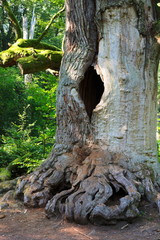 Urwald Sababurg-XXV- 