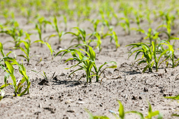 green corn. Spring  