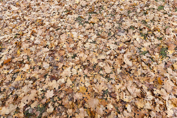Autumn Park, overcast  