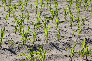 corn field. close-up  